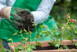 三七花盆栽种植记