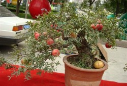 《我家仙人球冬日记》