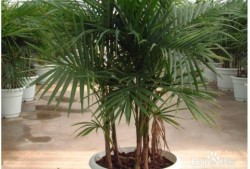 《富贵椰子养护记新手也能养好的绿植秘诀》