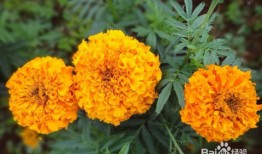 万寿菊养护二三事与邻里温情